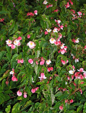 B. ‘Chiba’